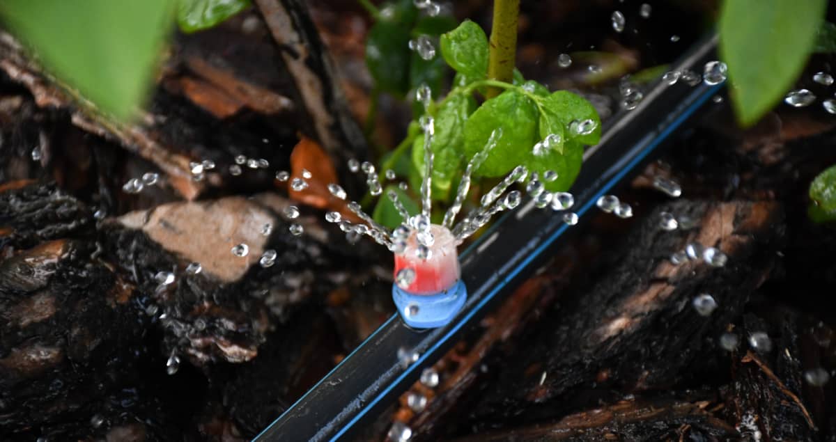 Benefícios da fertirrigação ao solo e plantas