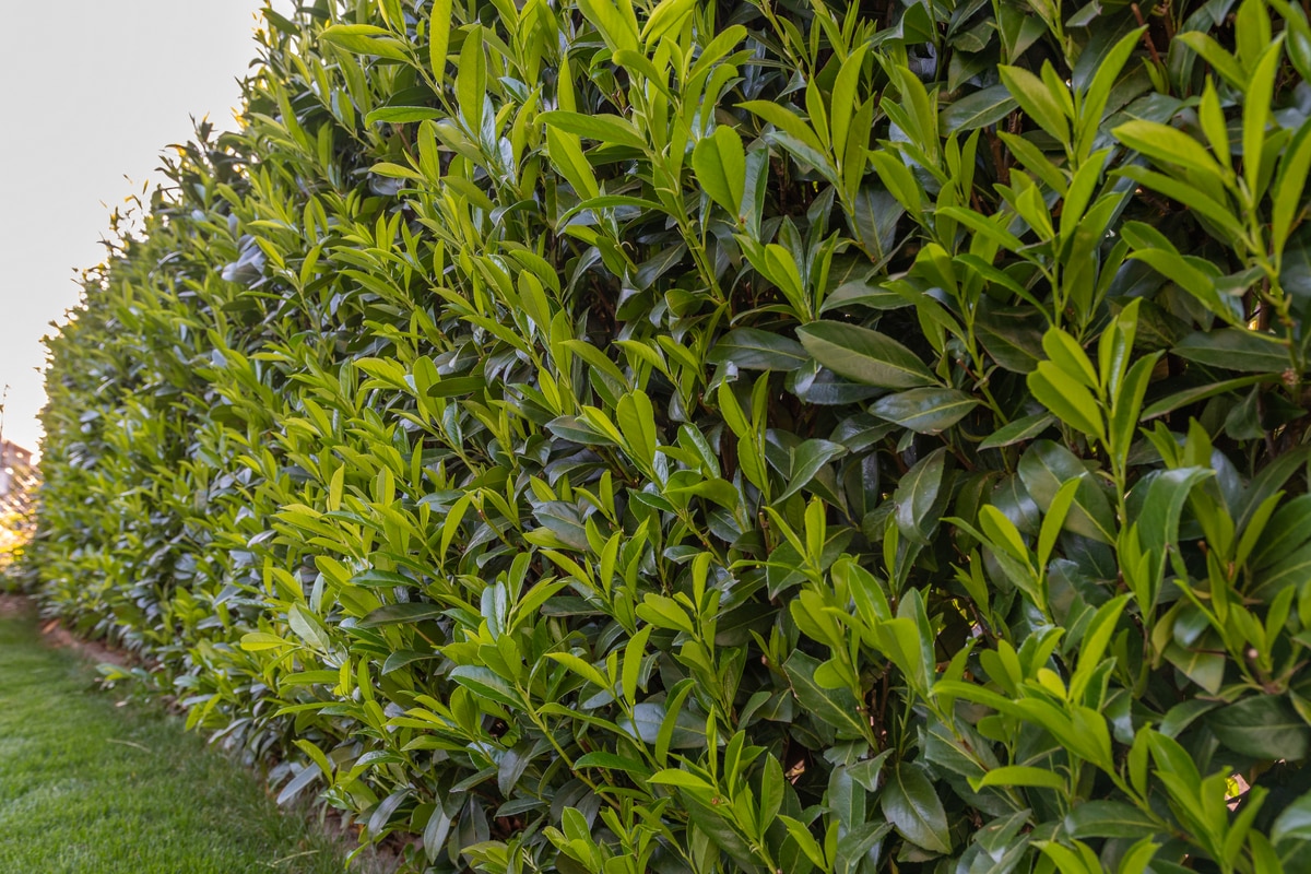 Espécie louro de cereja em uma área de plantio