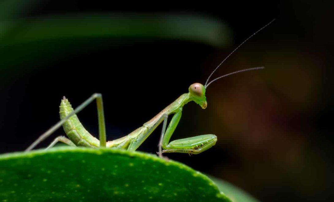 Os inimigos naturais das pragas devem ser preservados como estratégia do manejo integrado de pragas