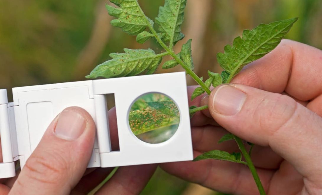Observação de plantas para controle de pragas, uma das estratégias do manejo integrado de pragas