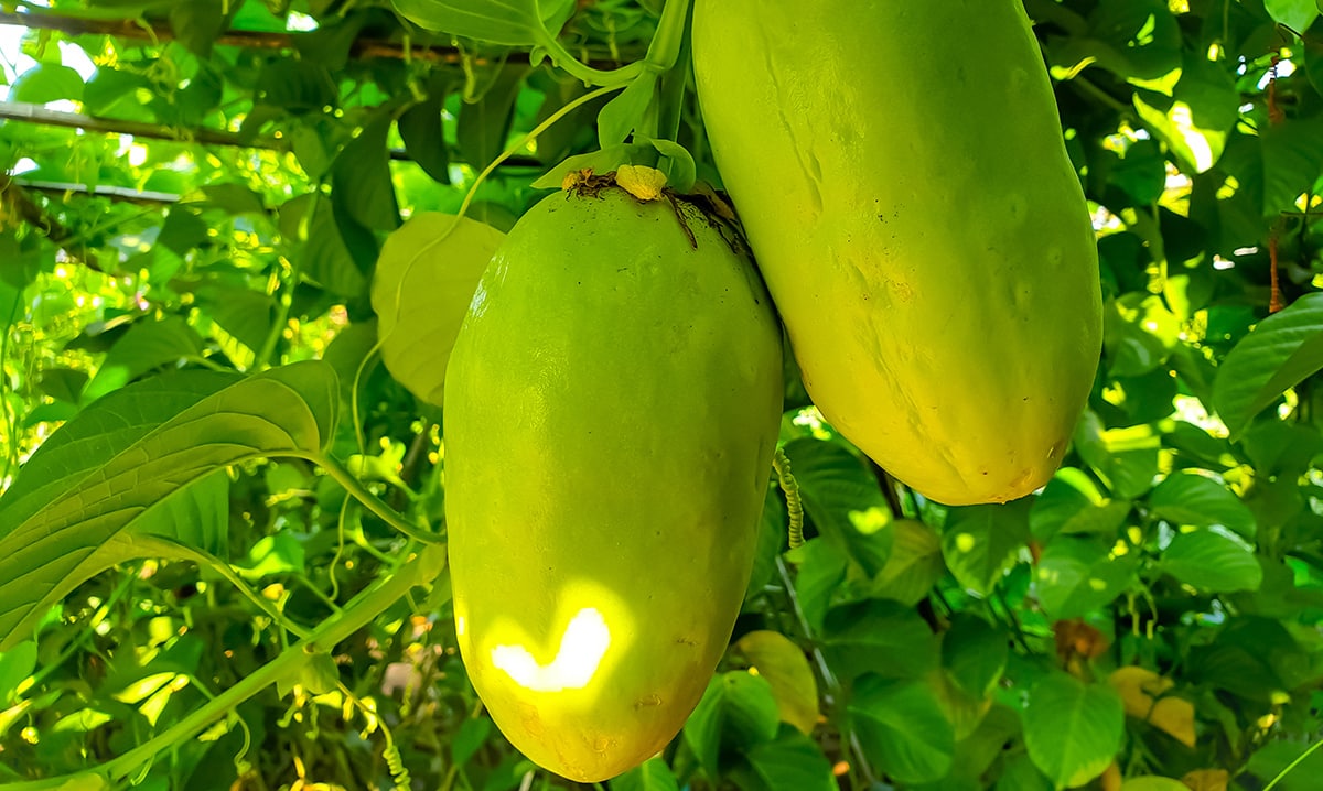Variedade gigante, conhecida como açú
