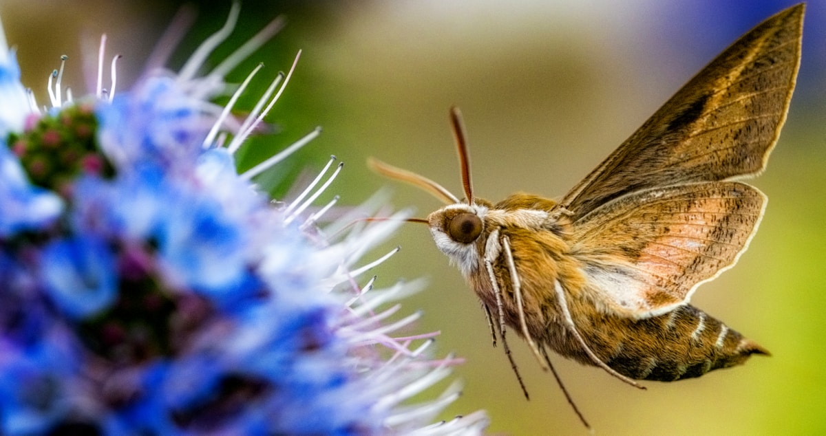 Espécies de lepidópteros em fase adulta