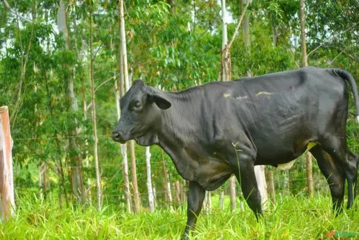 Novilha da raça Guzolando no pasto