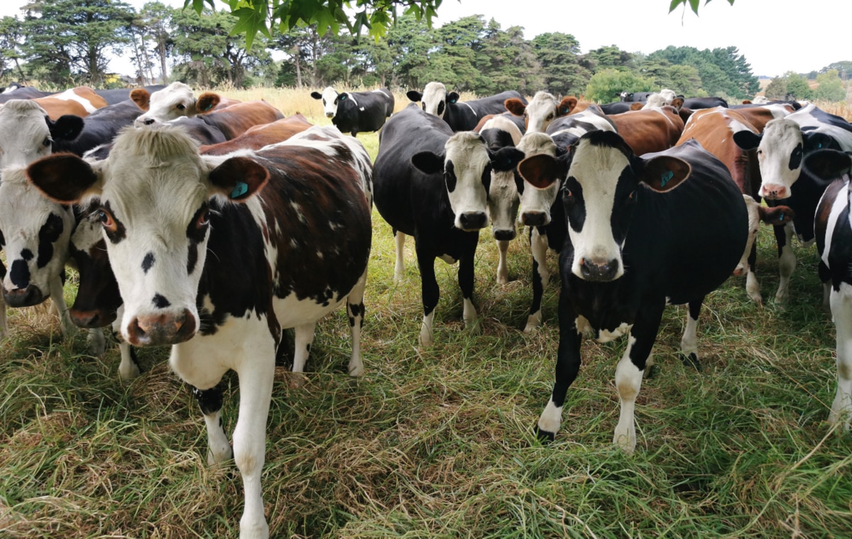 Grupo de novilhas de gado leiteiro opção de compra em leilão