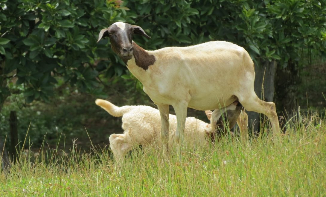 Raça de ovinos Santa Inês