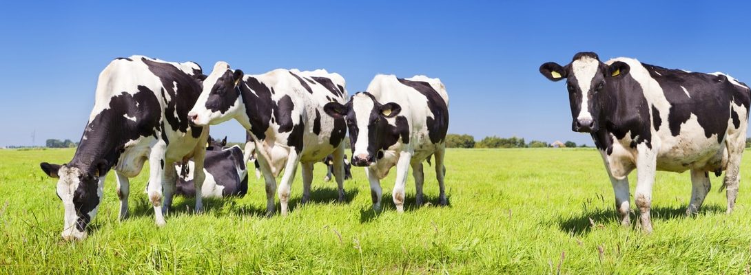 Vacas se alimentando no pasto