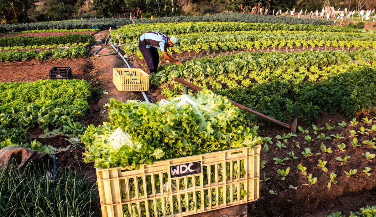 Produção de alimentos na agricultura de subsistência