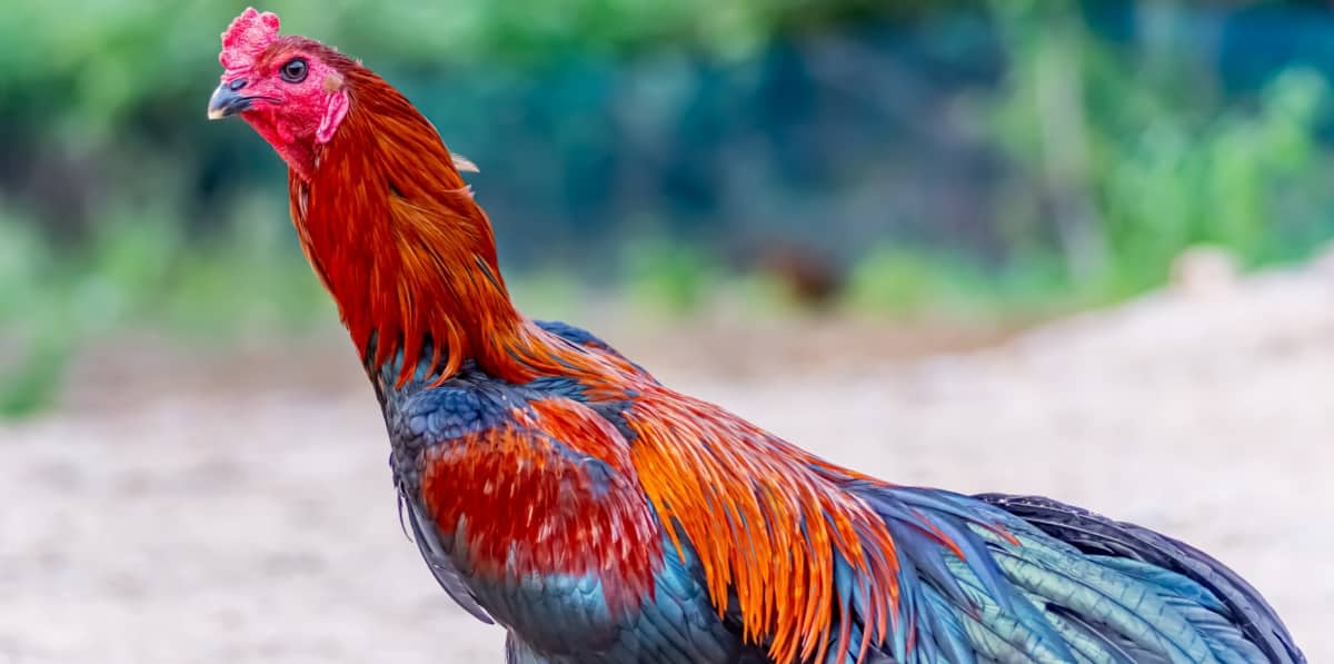 Galo índio gigante mostrando sua beleza