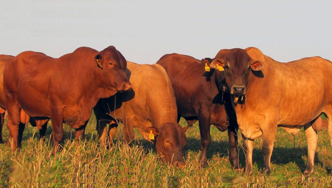 Montana: importância e características desta raça bovina