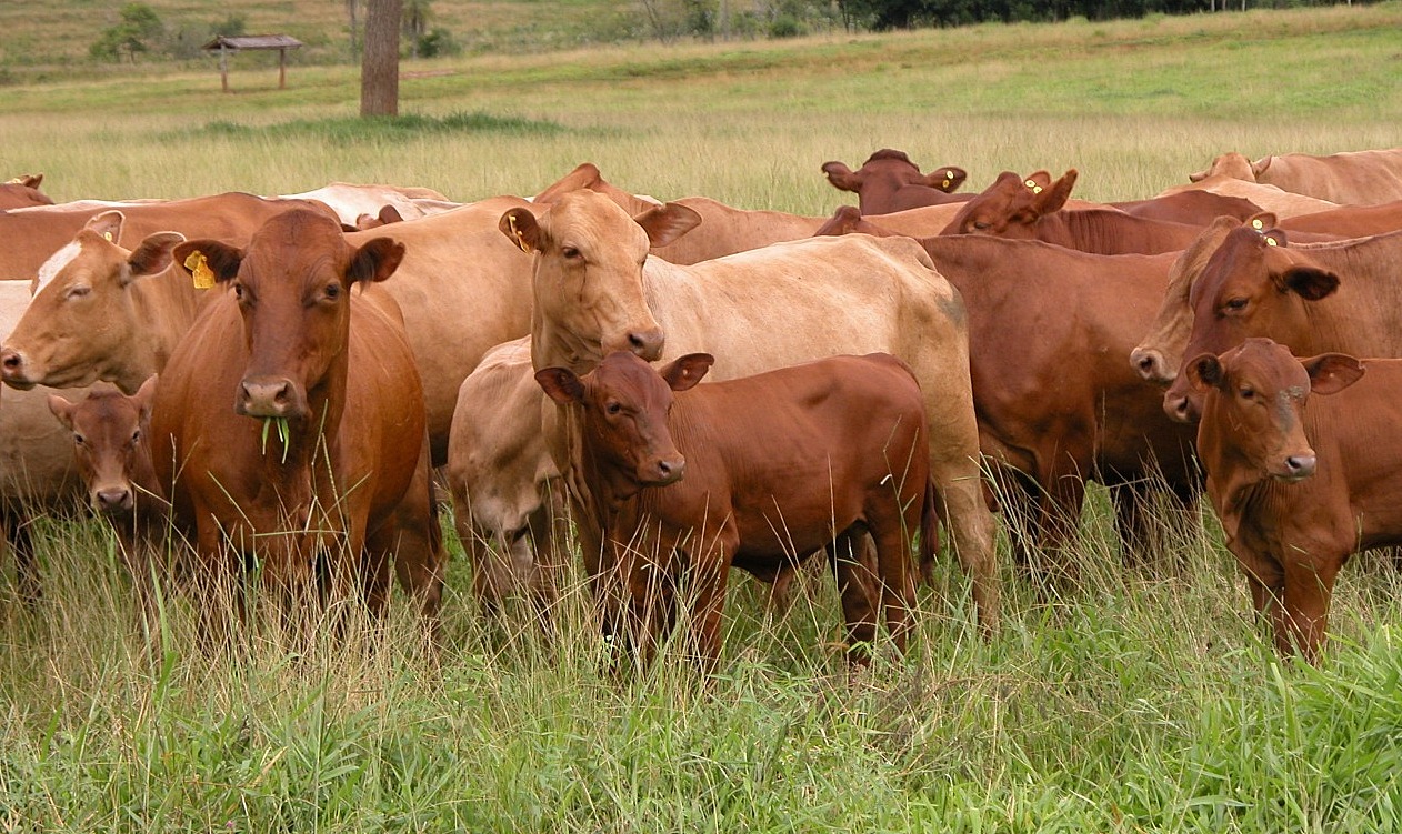 Características da raça de corte
