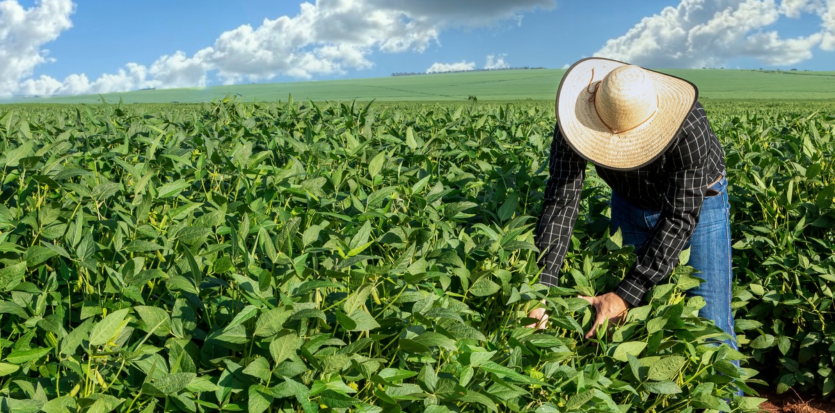 Uso de sementes piratas na produção de soja
