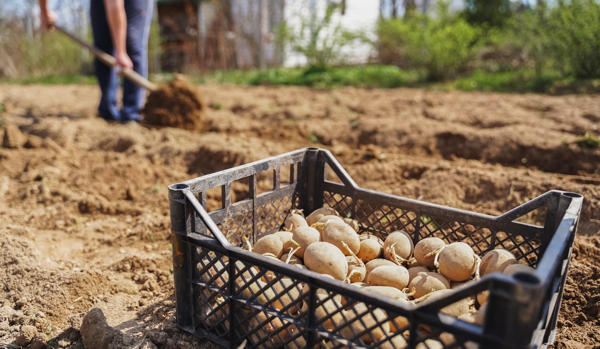 Produção de alimentos na agricultura de subsistência