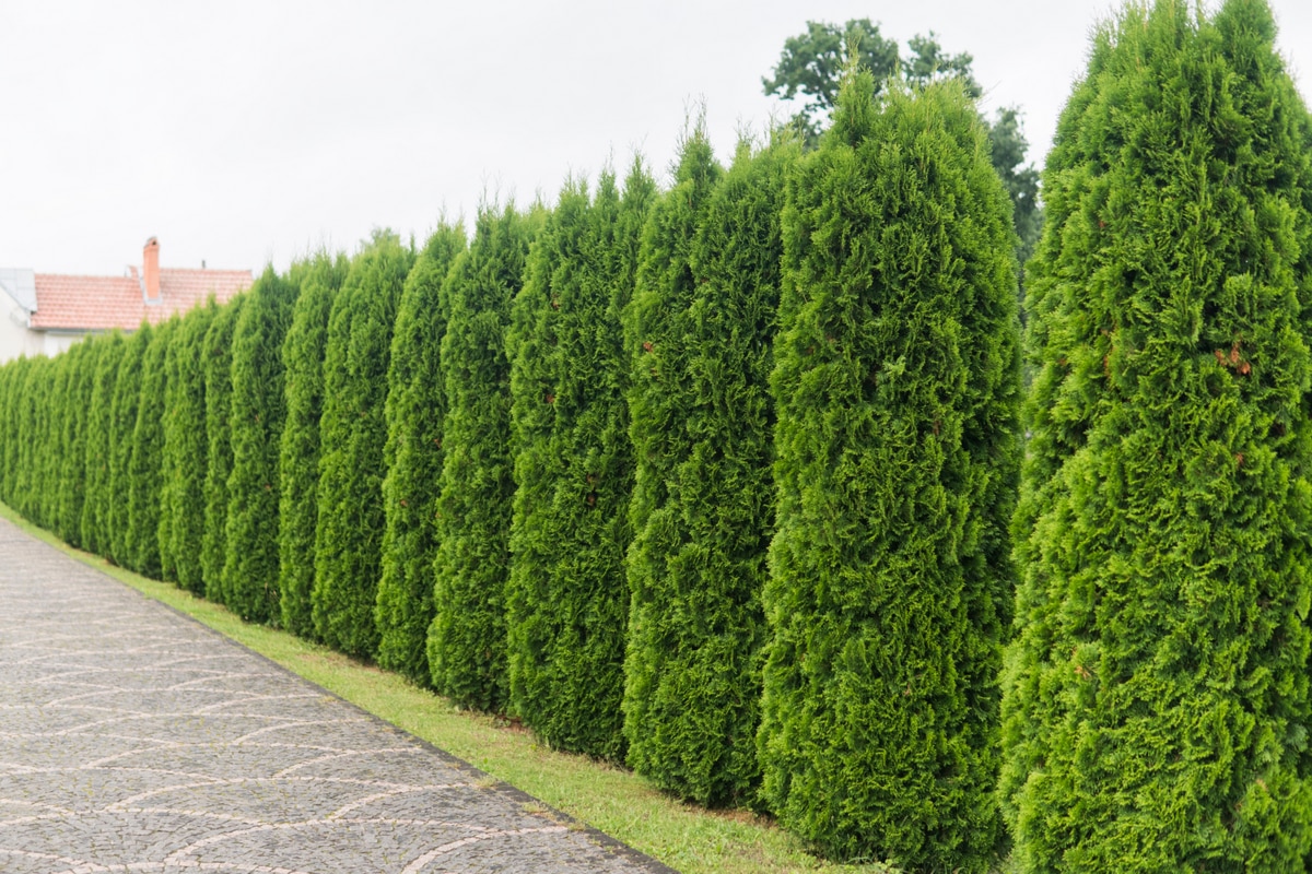 Cerca viva do gênero Thuja