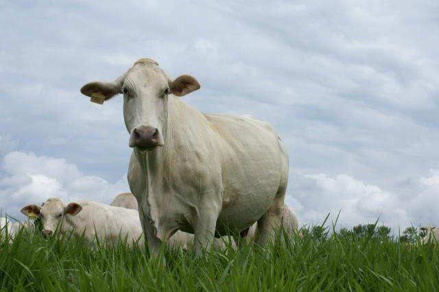 Características físicas do gado canchim a pasto