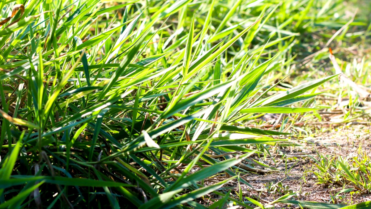 Características da brachiaria brizantha