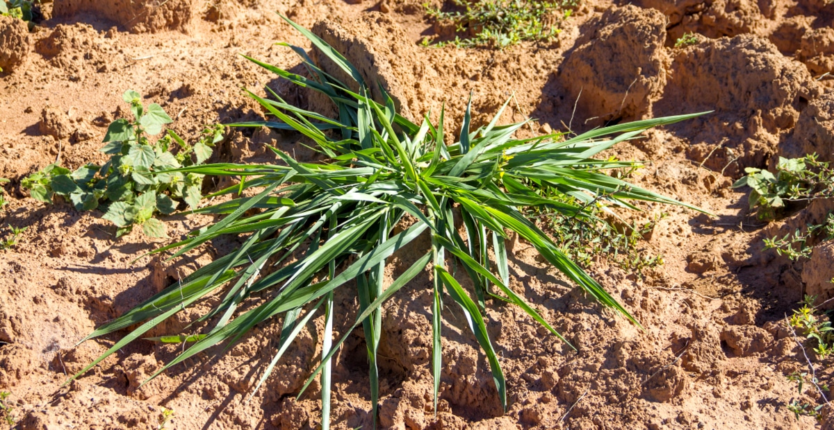Entre as espécies, a brachiaria decumbens