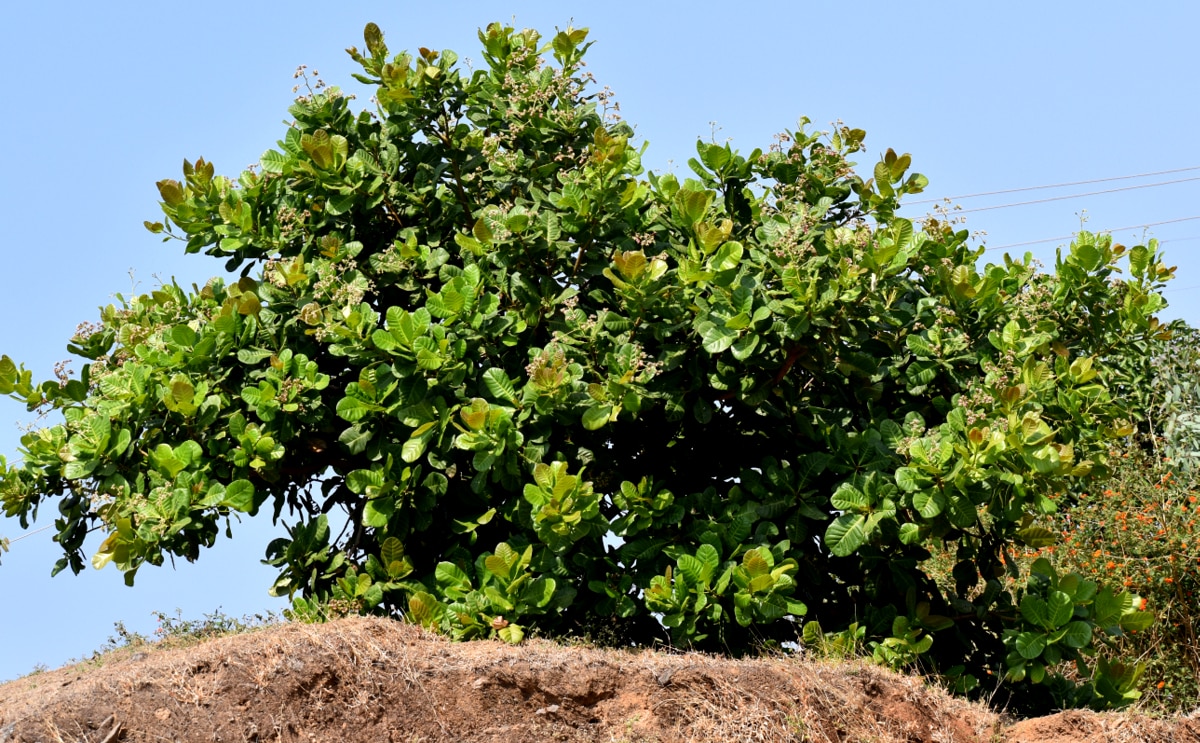 Cajueiro planta típica brasileira