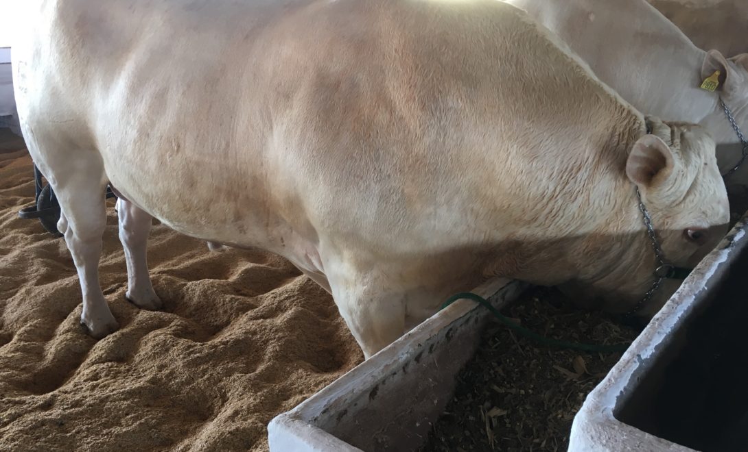 Gado Canchim no cocho de alimentação, boa deposição muscular
