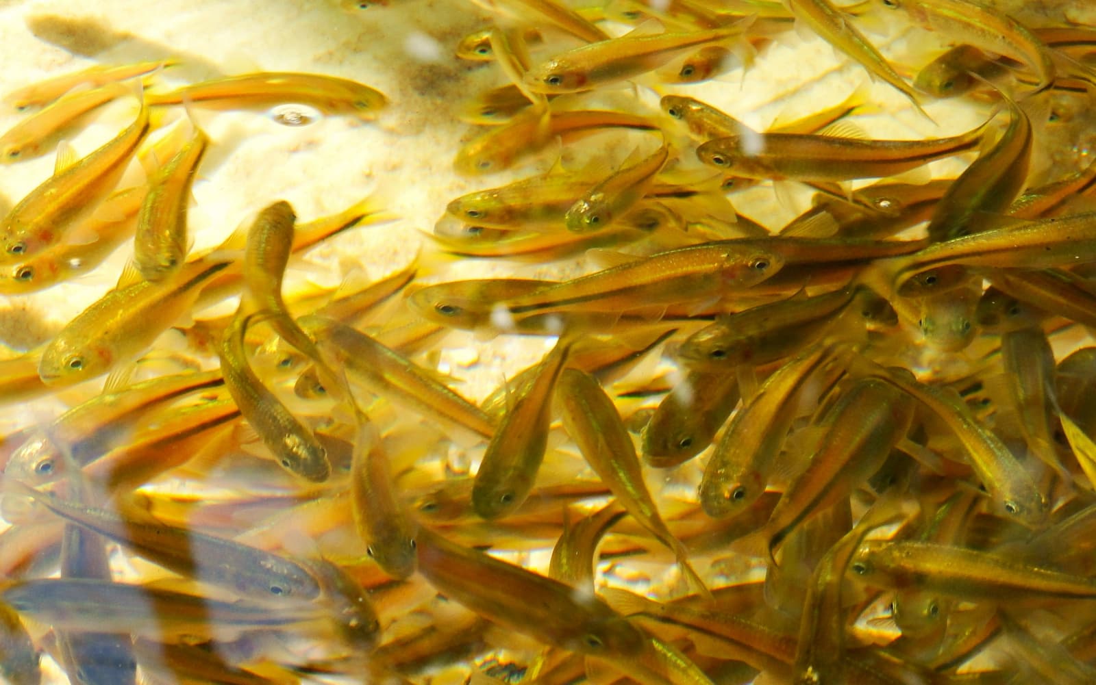 Quantidade de peixes criação