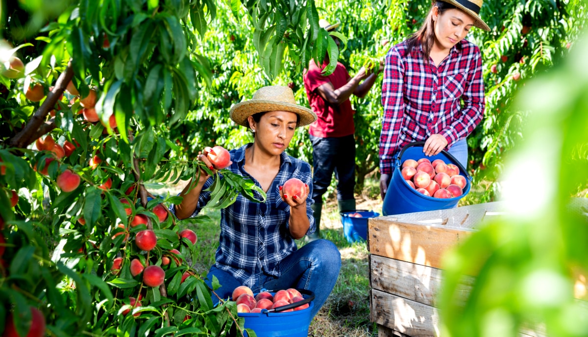Pessoas em um pomar de pêssego analisando os frutos para colheita
