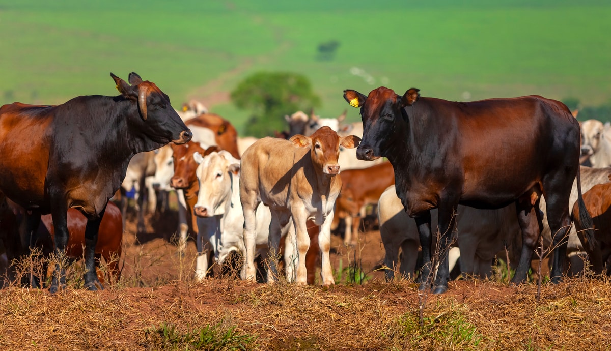 Animais usados em cruzamentos industriais