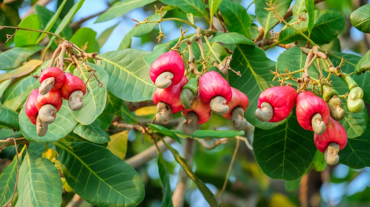 Frutos do cajueiro já maduros