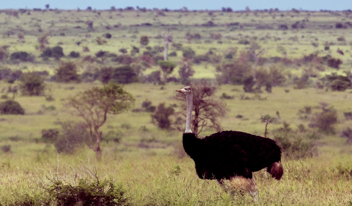 Exemplar de avestruz em território africano