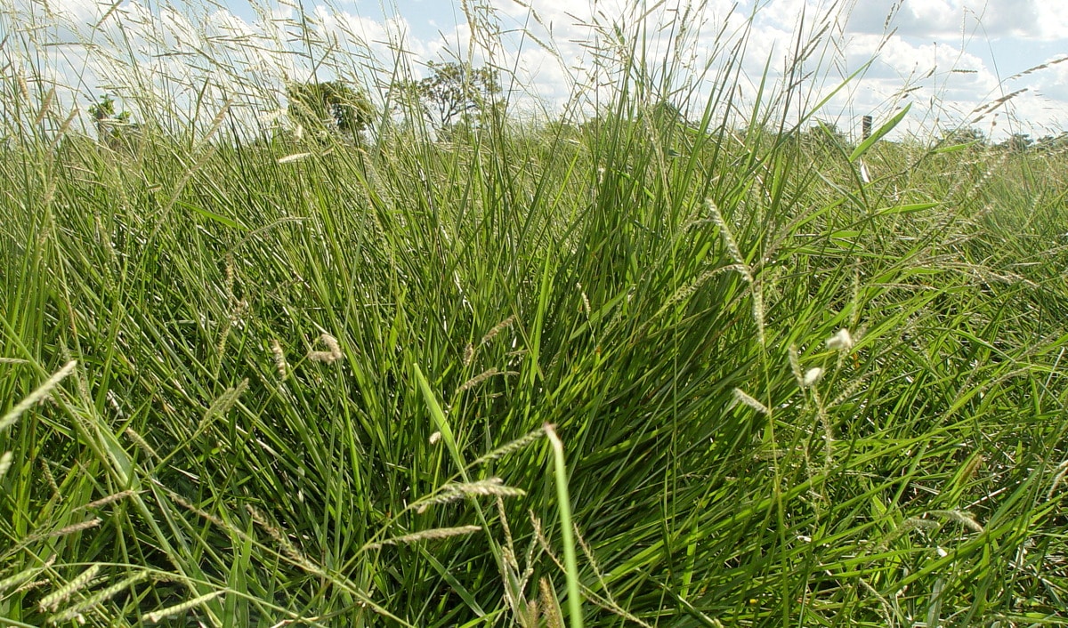 Variedade de brachiaria desenvolvida pela Embrapa