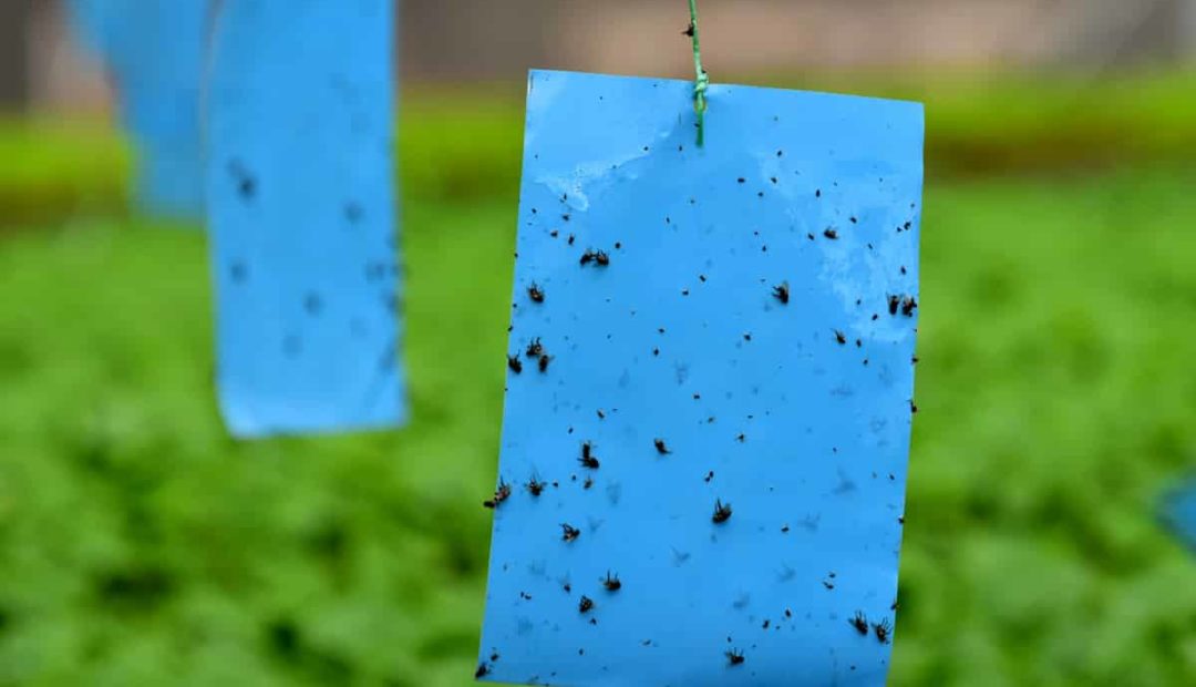 Manejo integrado de pragas: o que é e como fazer