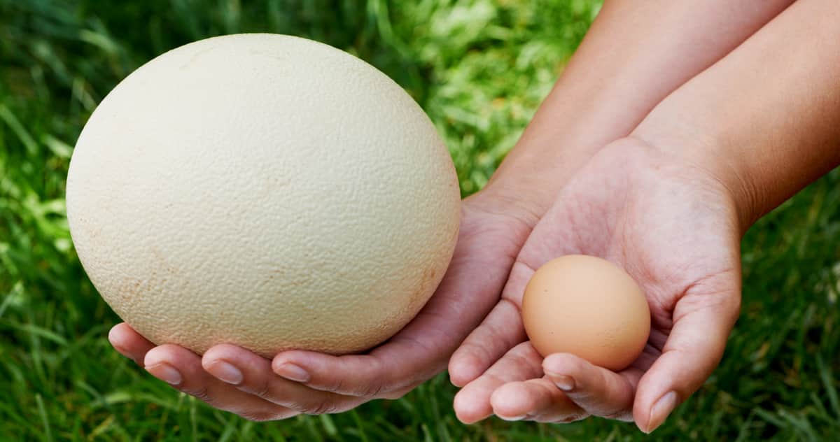 Comparação de tamanho entre ovos