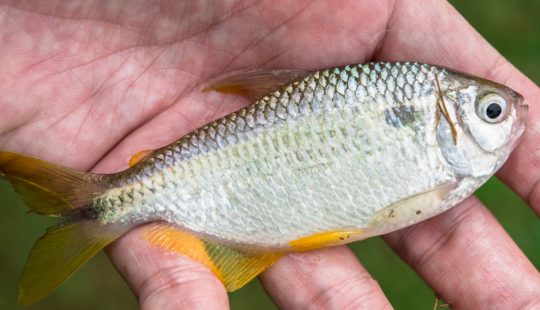 Lambari: como criar essa espécie de peixe em cativeiro