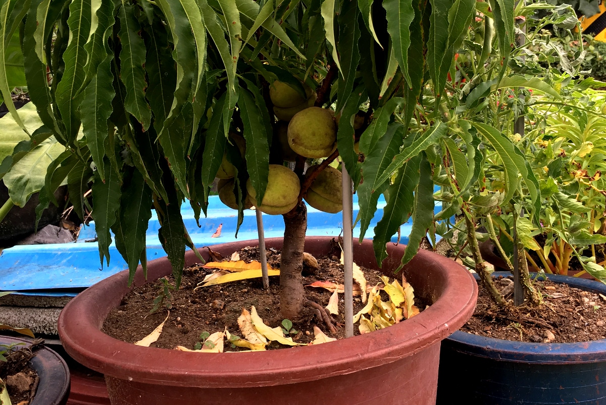 Pé de pêssego plantado em vaso grande, com frutos de pêssego ainda imaturos