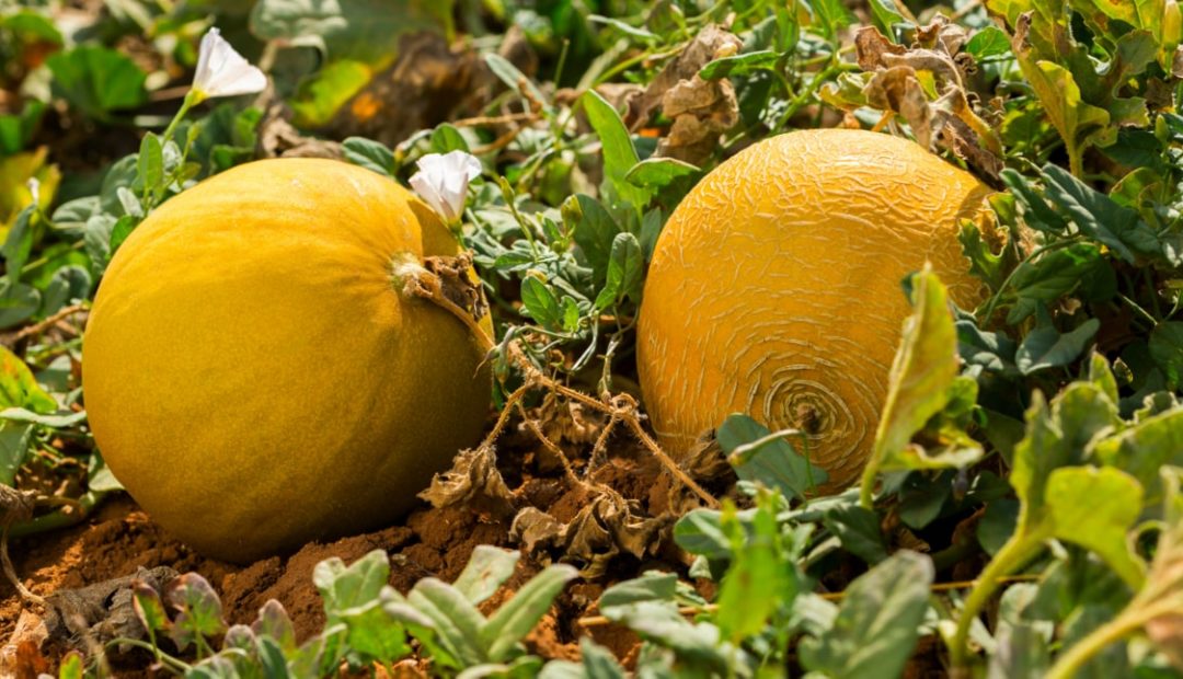 Melão: entenda mais sobre o plantio e cultivo