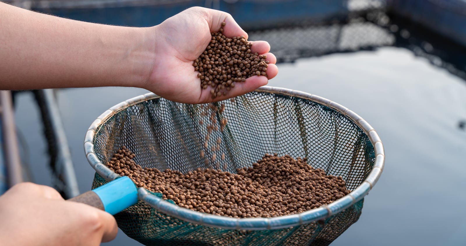 Fornecimento de ração para alimentar peixes
