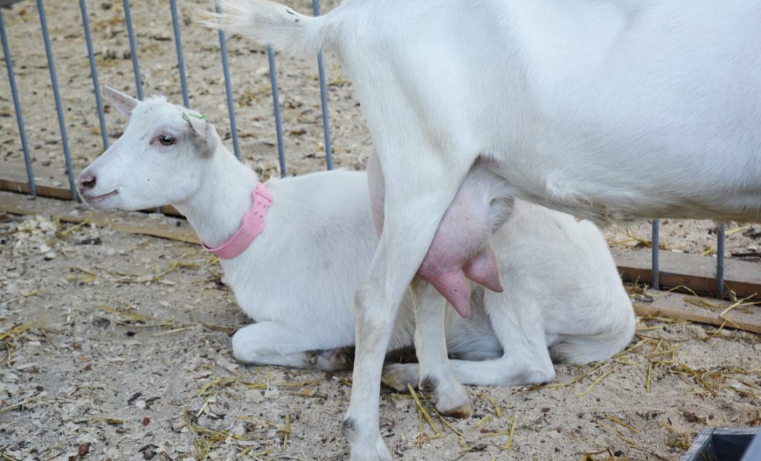 Mãe e filhote da raça de caprinos Saanen, boa inserção de úbere