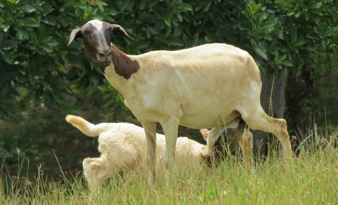 Ovelha santa inês com cordeiro ao pé