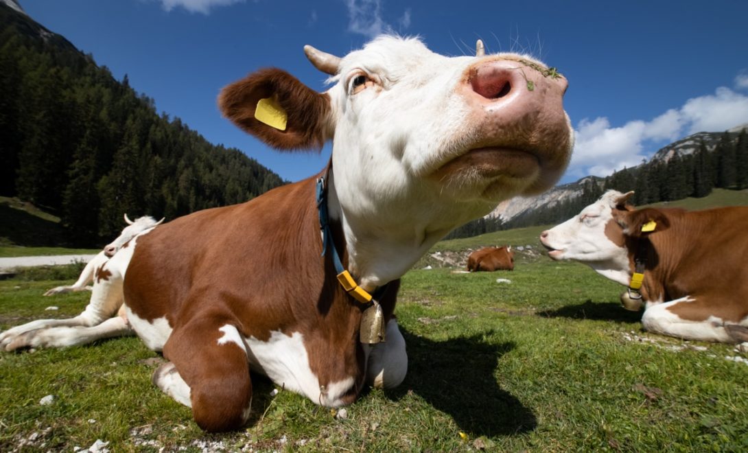 Gado deitado no pasto ao sol, usando brincos e colares de identificação