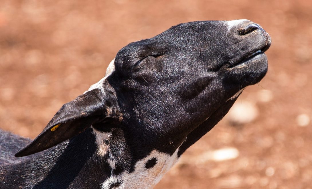 ovino santa inês resistente ao calor