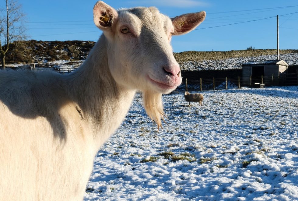Cabra Saanen em pasto coberto de neve