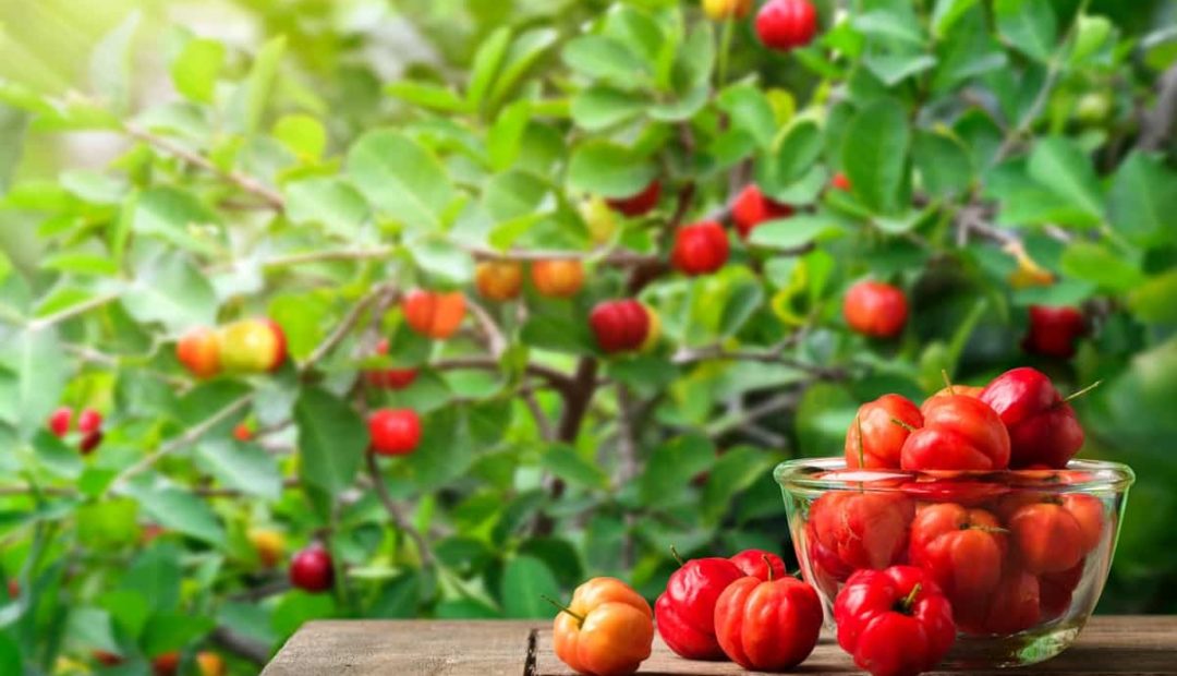 Acerola: conheça os benefícios e aprenda como plantar essa fruta