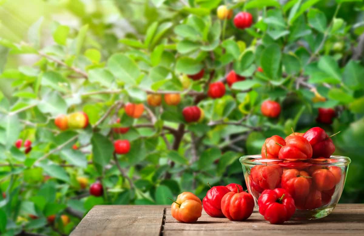 Acerola e seus benefícios e como plantar