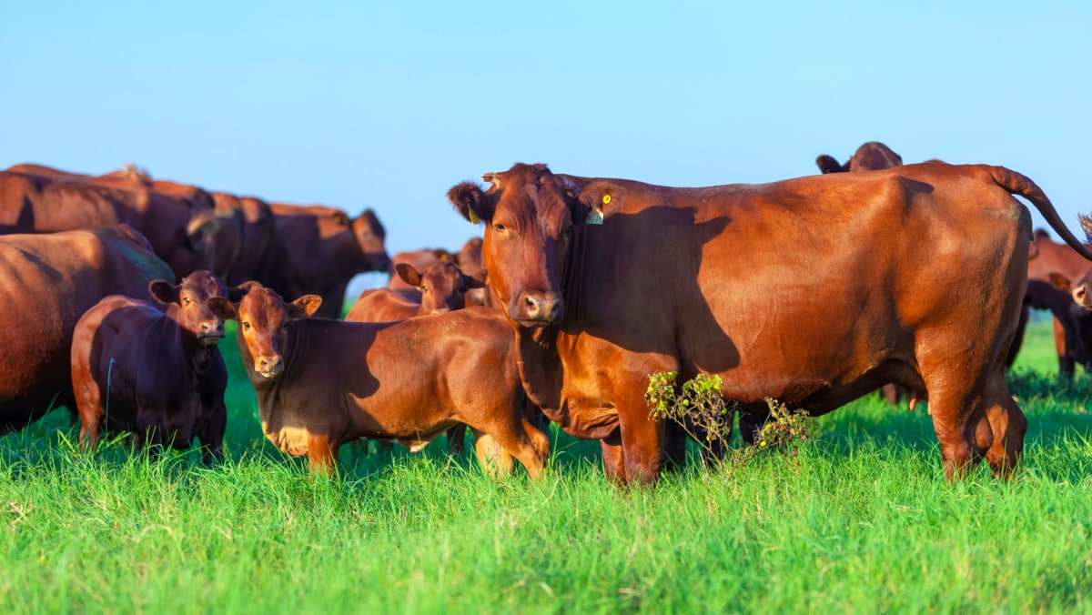 Adaptação de animais da raça bonsmara no Brasil