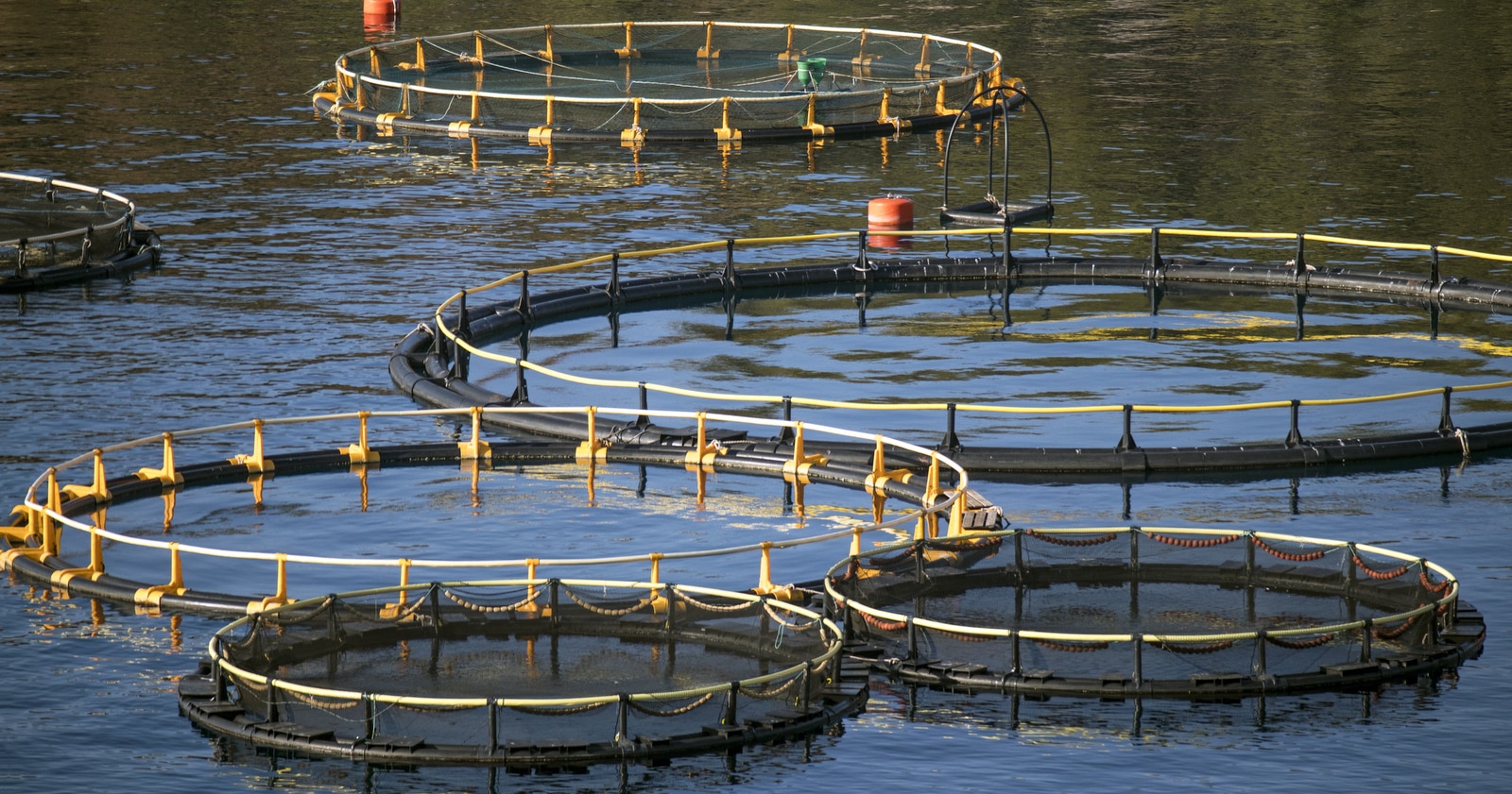 Criação de espécies de peixes, como o lambari, em tanque-rede