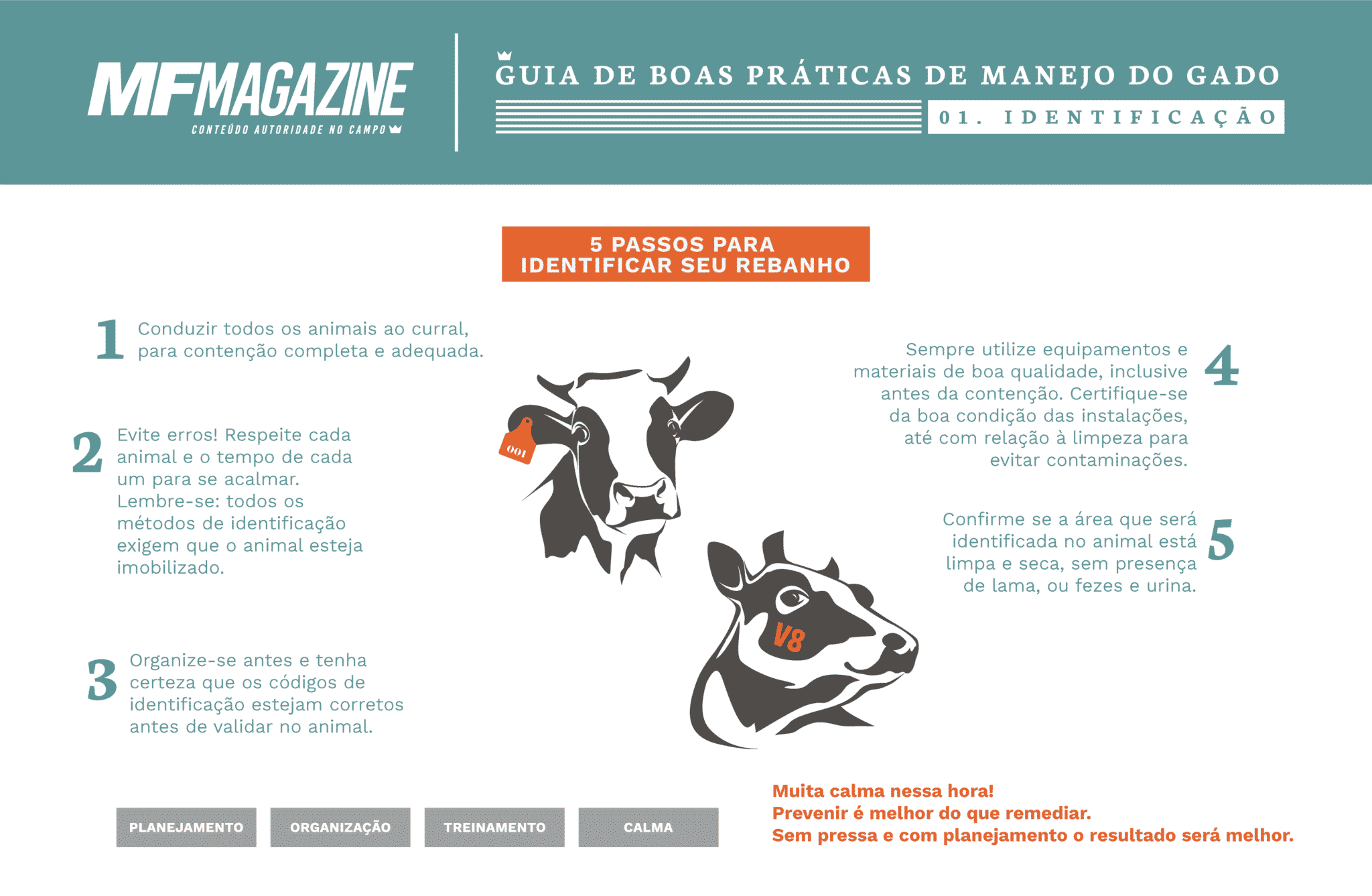 Infográfico Guia de boas práticas de manejo do gado da MF Magazine