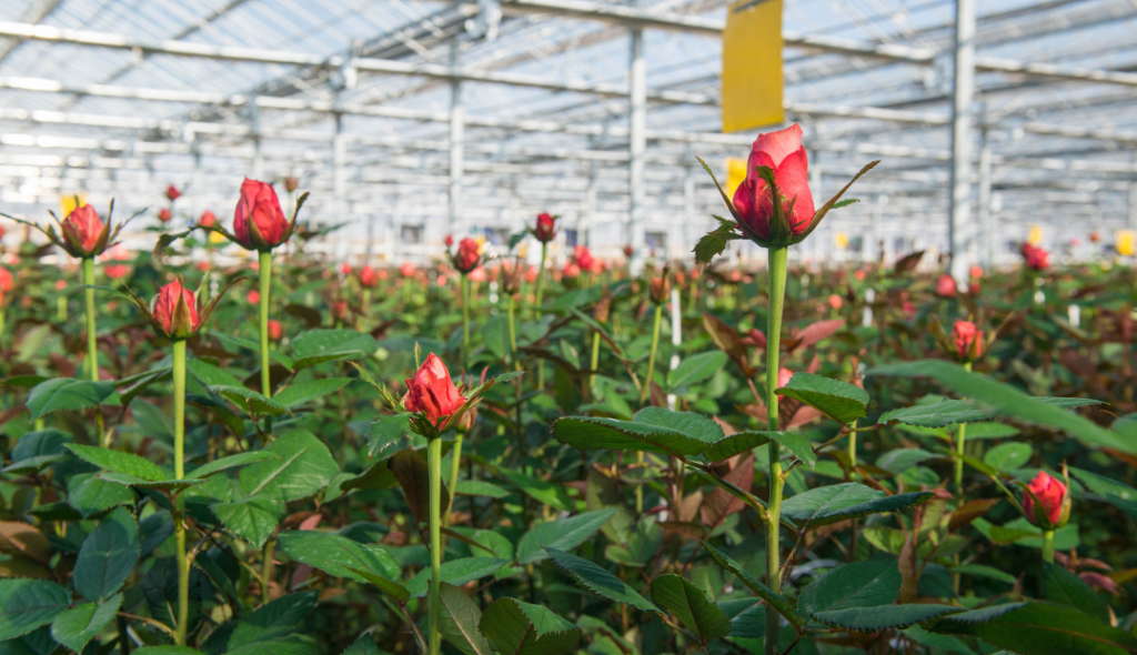 Flores de corte: confira as principais espécies e como cultivá-las