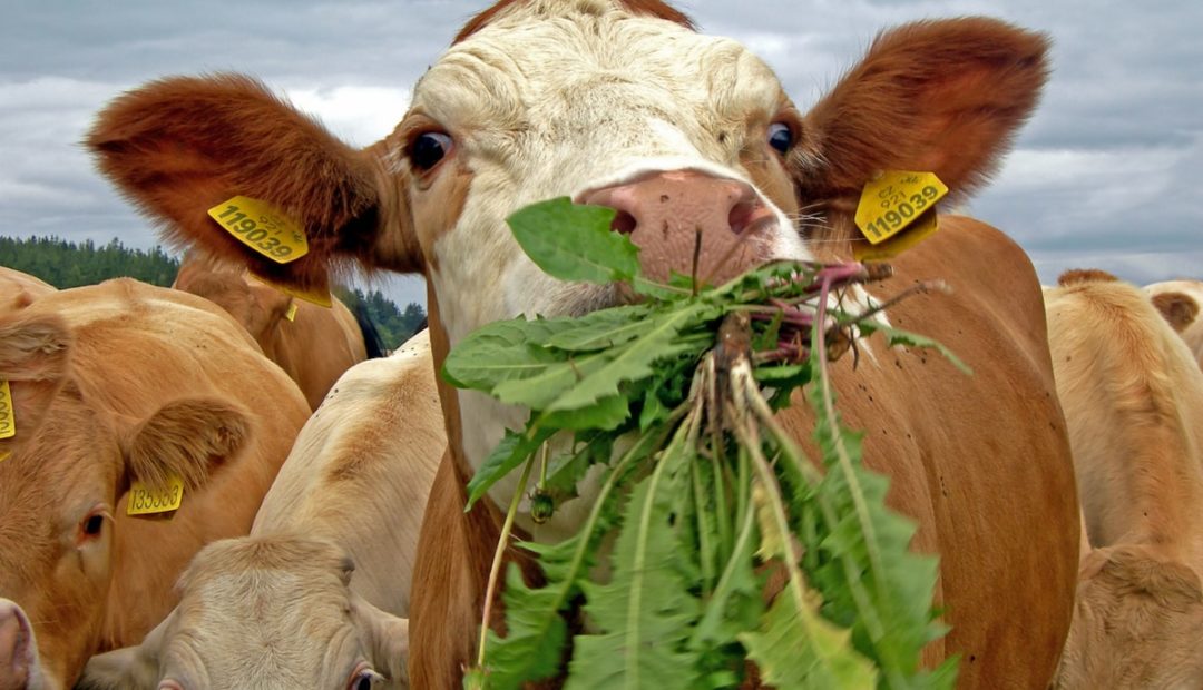 Plantas tóxicas para bovinos: conheça as principais