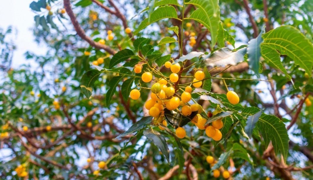 Neem: características, aplicações, plantio e cultivo