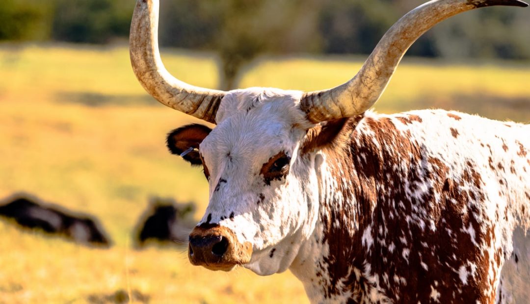 Gado Crioulo Lageano ou Gado Franqueiro: conheça mais!