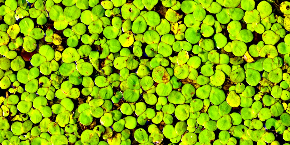 Plantas de superfície usada em aquário