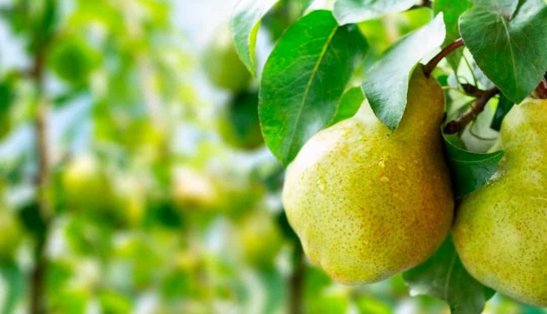 Pera: como plantar e os benefícios dessa fruta